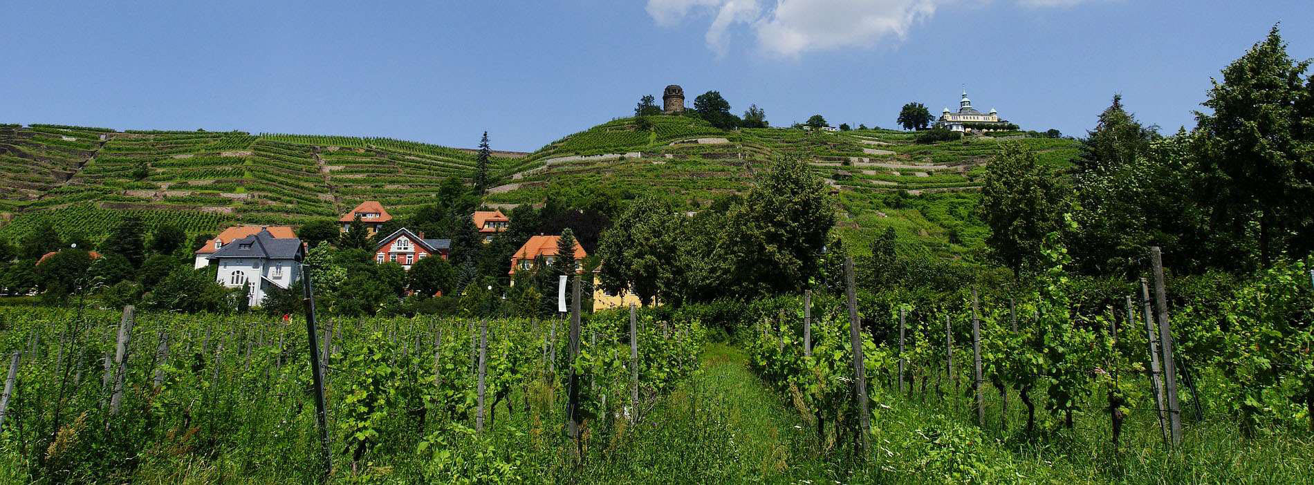 Weinanbaugebiet Radebeul und Meißen